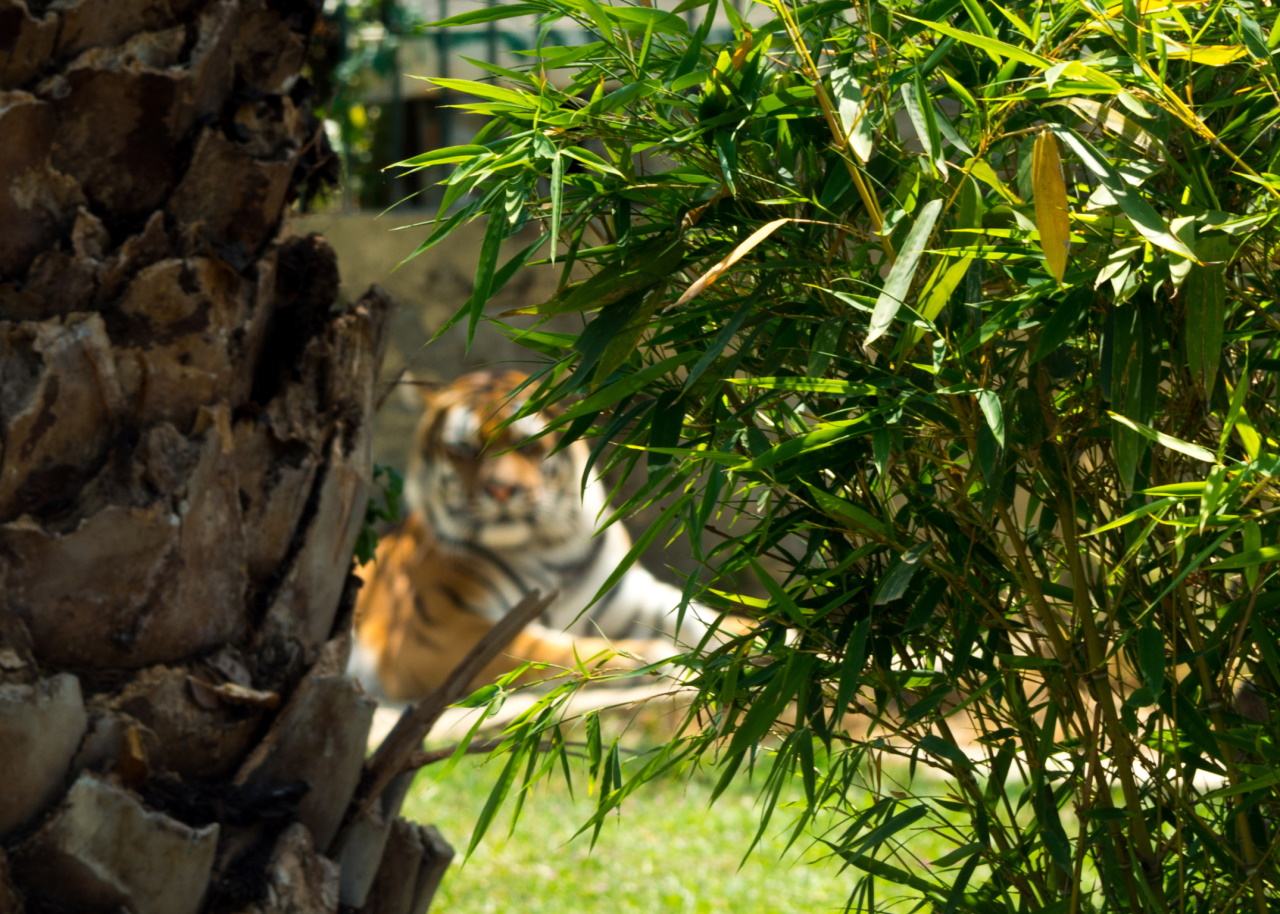 Unfocused tiger behind a tree and bushes